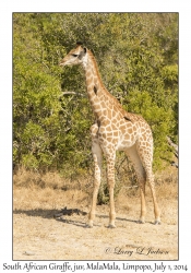 South African Giraffe, juvenile