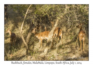 Bushbuck, females