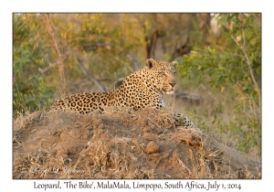 Leopard, male