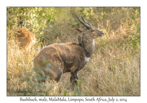 Bushbuck, male