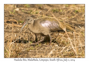 Hadeda Ibis