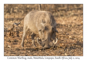 Common Warthog, male