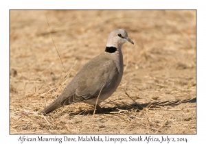 African Mourning Dove