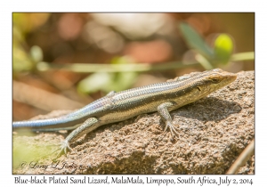 Blue-black Plated Sand Lizard