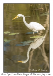 Great Egret