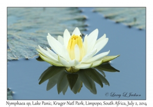 Water Lily