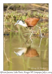 African Jacana