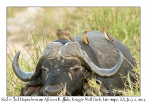 Red-billed Oxpecker on African Buffalo