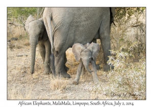 African Elephants, female & juveniles