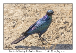 Burchell's Starling