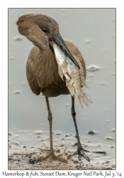 Hamerkop & fish