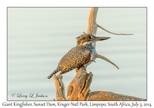 Giant Kingfisher