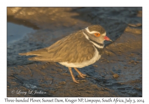 Three-banded Plover