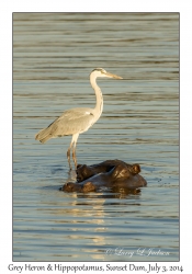 Grey Heron on Hippopotamus