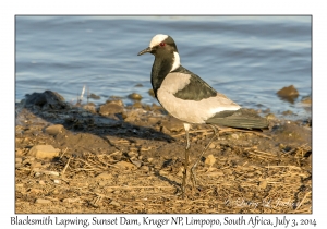 Blacksmith Lapwing