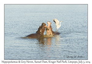 Hippopotamus & Grey Heron
