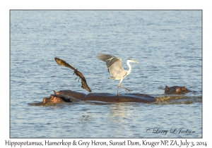 Hippopotamus with Hamerkop & Grey Heron