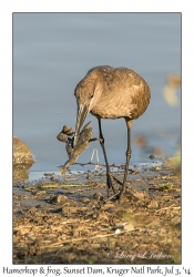 Hamerkop with a frog