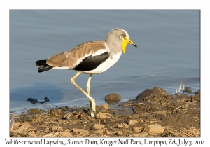 White-crowned Lapwing