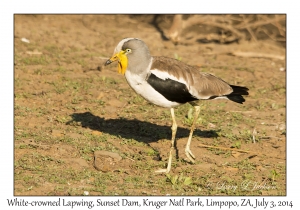 White-crowned Lapwing