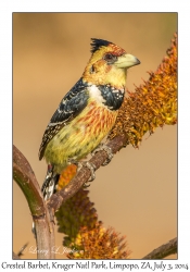 Crested Barbet