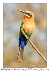 White-fronted Bee-eater