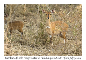 Bushbuck, female