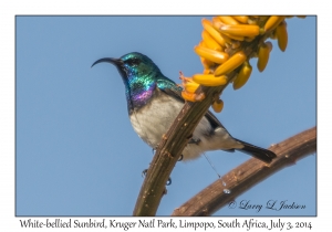 White-bellied Sunbird, male