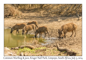 Common Warthog