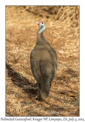 Helmeted Guineafowl