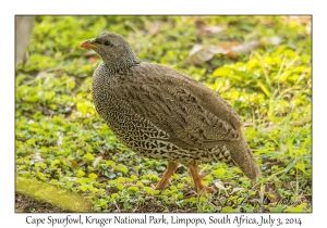 Cape Spurfowl