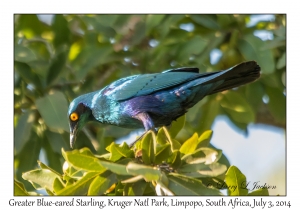 Greater Blue-eared Starling