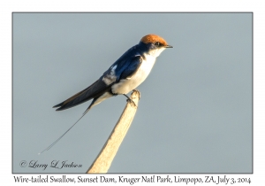 Wire-tailed Swallow