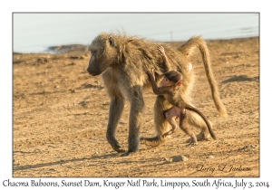 Chacma Baboons