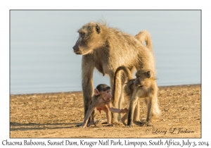 Chacma Baboons