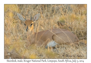 Steenbok, male
