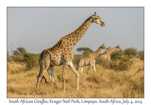 South African Giraffes