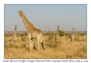 South African Giraffes