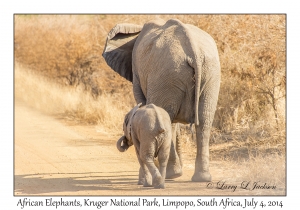 African Elephants