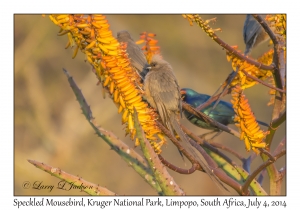 Speckled Mousebird