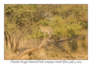 Cheetah