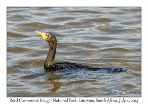 Reed Cormorant