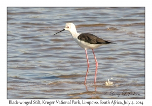 Black-winged Stilt