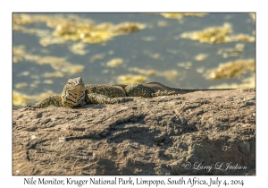 Nile Monitor