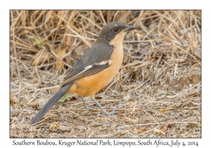 Southern Boubou