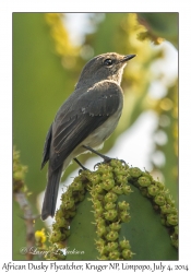 African Dusky Flycatcher