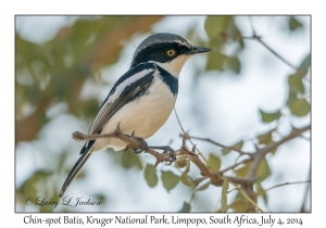 Chin-spot Batis