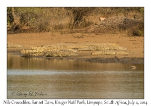 Nile Crocodiles