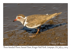 Three-banded Plover