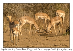 Impala